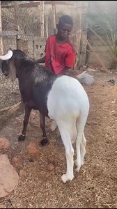 Available as seen📞 08119804975🐏🐏🐏🐏🐏🐏🐏🐏🐏🐏#RamForSale #SheepFarming #UdaSheep #BalamiSheep #LadoumSheep #RamBusiness #BreedingStock #FarmersMarket #LivestockLovers #EidRam #AnimalHusbandry #NaijaFarmers #AgroBusiness #RuminantFarming #SheepLovers#LivestockSales #GoatAndRamFarm #SheepDealers #QualityRams #SheepAndGoats #RamBreeders #FarmLife #FarmersConnect #NigeriaLivestock #SheepTraders #RamHustle #AATFarm #RamsForBreeding #LivestockNation #SheepNigeria | Aat Integrated Farm