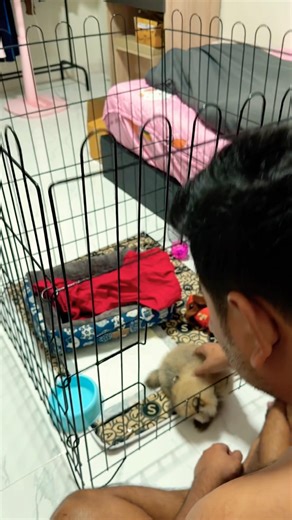 คุณพ่อบอกไม่อยากเลี้ยงหมา แต่ตื่นมาไปนั่งเล่นกับหมาก่อนเลยจ้าาาา🤣🤣🤣 #พี่แป้งชาแนล #ปอมหน้าหมี