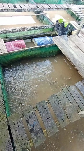 Bibit ikan mas.... | Welfianus Pandin