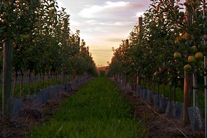 The Farm - North Star Orchard