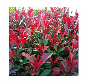 Photinia Carré Rouge pour Haie Etroite