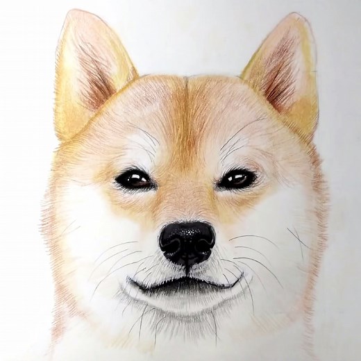 😍🐶Apprenez à dessiner un Chien Shiba Inu ! | Jordan Molina [TutoDraw]