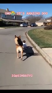 OMG 😭😭 IT'S AMAZING DOG 🐶🐶🐶 DROP HEART FOR THIS 🐕🐕🐕🐕🐕🐕🐕🐕❤️❤️❤️❤️❤️❤️❤️❤️❤️❤️❤️❤️ | Simba Og