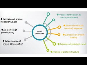 Protein Characterization