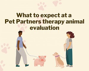 1.3K views · 25 reactions | Want to know what a Pet Partners therapy animal evaluation looks like? The goal of the Pet Partners team evaluation is to gauge how teams perform in typical interactions they’ll encounter on a #therapyanimal visit. Think you and your pet are ready for therapy animal work? Read about the next steps: https://petpartners.org/volunteer/volunteer-with-pet-partners/ | Pet Partners | Facebook