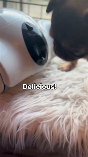 Check out Chilli’s new friend 🐶🤖 the amazing smart companion/treat dispenser/ home camera from and