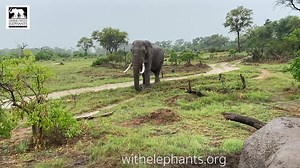 Jabu and Morula getting their quarterly deworming meds. We play Jabu up against Morula a little because he will, on occasion, spit his out. He can be a bit suspicious of what we put in his fruit juice. Still raining here! Hooray!! | Living With Elephants Foundation