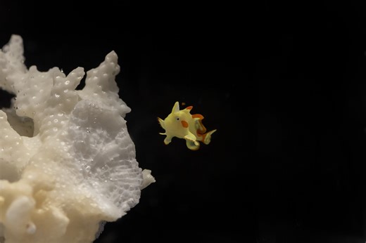 Warty Frogfish Baby is the Cuteness Overload We Needed Today | Reef Builders | The Reef and Saltwater Aquarium Blog
