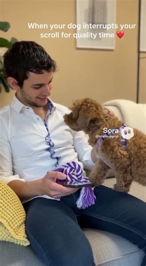 Adorable dog gives owner a toy #cutedog #soralife #dog #cute #sora2