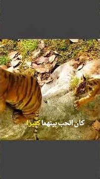 لقاء الأخوين بعد سنوات 🦁🥹