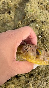 75K views · 35 reactions | Poor little fishy! Let me help you #fblifestyle | Siknit VLOG | Facebook