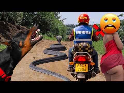 MOTARI ARONGOYE INZOKA ATABIZI NONE ARASAZE