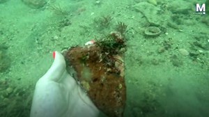 Diver finds extraordinarily rare Megalodon shark tooth off coast of Florida