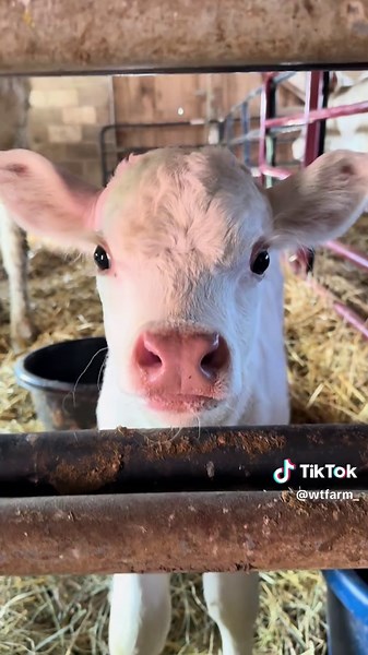 Happy Sunday, from Wilbur 🐮 | wilbur