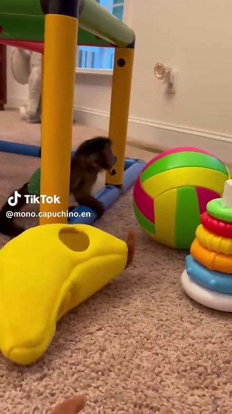 Adorable mono capuchino en adopción/Adorable Capuchin monkey for adoption