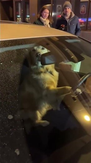Police Stopped a Dog Driving a Car 🚗