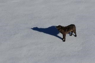 The 2023 Yellowstone Wolf Project Annual Report is now available for download on the park website. Cougar and wolf research are also featured along with acoustic research surrounding wolf howling behavior. NPS Photos/ D. Stahler Read the full report here: https://www.nps.gov/yell/learn/nature/upload/2023-Wolf-Report-final-draft_web.pdf | Yellowstone National Park