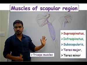 Muscles of scapular region (anatomy) - Simplified and made easy for medical students - by Dr. Ashok