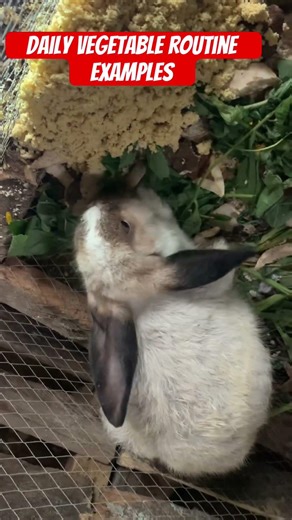 Common vegetable feeding mistakes#shorts #virlshorts #rabbit #bunny #feed