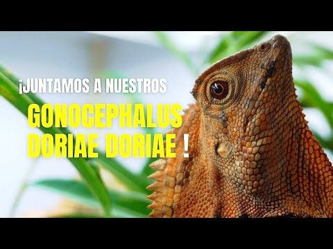The moment to pair up our Gonocephalus doriae 🦎 | KANAKY VLOG #199