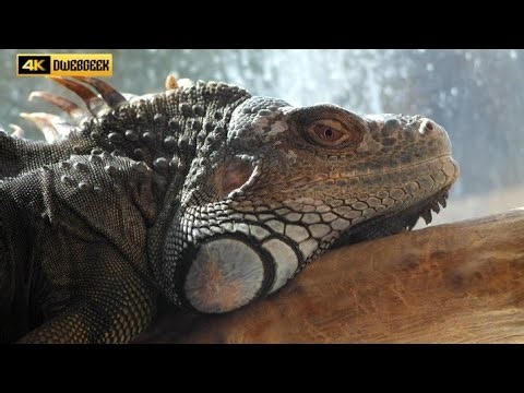 Amazing Girgit (Chameleon) Camouflage and Movements | Cute & Fascinating Girgit Animal Video