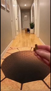 3K views · 2K reactions | Dog vs Cat vs Optical Illusion | AI Going Wild | Facebook
