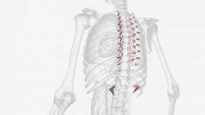Costovertebral Joint Ligaments 3d Medical Stock Footage Video (100% Royalty-free) 3427702691 | Shutterstock