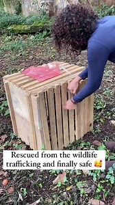 The moment this baby chimp realizes he's safe from the traffickers that stole him...😭 🙏 | Honest To Paws