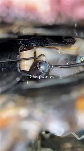 Kamoka Tahitian Pearls on Instagram: "Origin story 🪸🐠🦈"