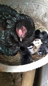 110K views · 5.5K reactions | Ayam mengerami telurnya. Buset babon 4 angrem kabeh  | Grafting Examples | Facebook