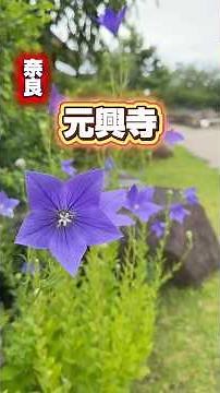 🌈奈良✨元興寺💜桔梗のお花綺麗でした