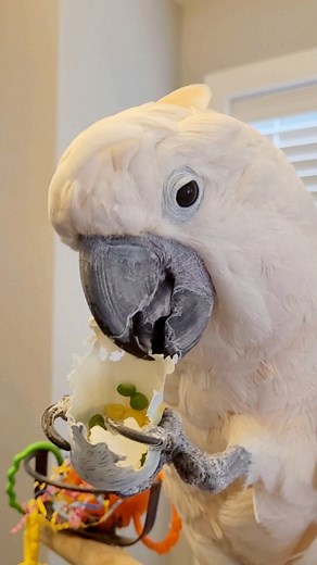 Foraging cup for the win! Play with your food! #foragingfun #parrotenrichment | Max the Moluccan