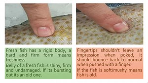 Kerala Fish name in Malayalam - English - Local names and common fish names with pictures - dictionary of 100 top fishes of kerala