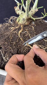 🍂sometimes, a thorough pruning and a careful root trim are just what a bonsai needs to thrive. It may look intense, but it’s all part of the process to keep it healthy and strong #bonsai #bonsailovers #bonsaiworld #bonsaiart #bonsaitree #holidayseason #fblifestyle | Ara Jaber Bonsai