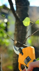 Person pruning trees with electric pruning shears. Branch cutter automatic with battery. Portable electric secateurs for trimming tree branches