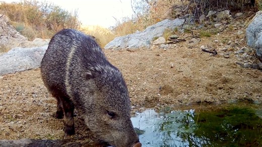Explore the vibrant ecosystem of the Sonoran Desert through trail camera footage from Arizona. This full video captures incredible wildlife moments, featuring coyotes, javelinas, bobcats, and more in their natural desert habitat. A stunning glimpse into the secret lives of desert creatures! | Ellen Roman | Facebook