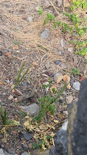 Gecko friends having a fight in La Palma 🦎🦎 | Lloydstraveladventures
