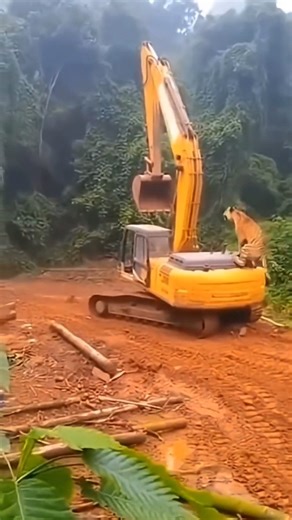 animals____team on Instagram: "in busy places like Sibuya Station, about 2.4 million steps a day contribute to the system. Energy generated can be stored or used immediately, which reduces dependence on traditional sources of electricity and supports sustainable urban infrastructure. This method turns everyday movement into a virtually renewable source of energy. #рекомендую #факты #Япония. #знллыты #fyp technology innovation history technology experiment in trend Do you want me to help adapt th