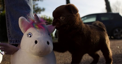 26 Cute Unicorn Pictures to Brighten Your Day 🦄