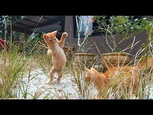 Two Cute Orange Kittens Playing Outside For The First Time Surrounded By Grass