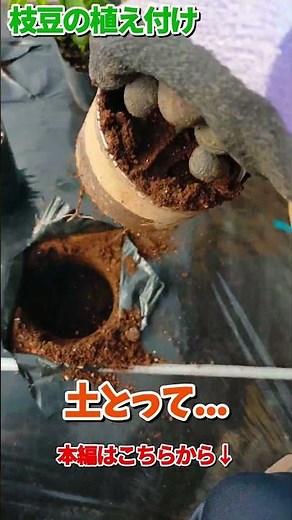枝豆の植え付け【家庭菜園】