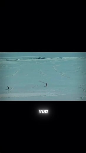 Warum Pinguine? Entdecken Sie die faszinierenden Fakten