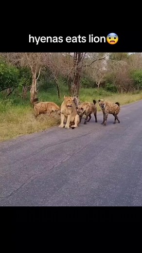 Hyenas Eating Lion: A Predatory Act in the Animal Kingdom