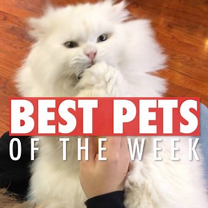 671K views · 1.5K shares | Obsessed with these pets!  | The Pet Collective | Facebook