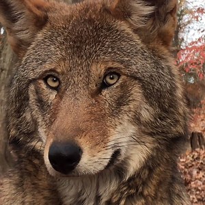 50K views · 4.4K reactions | The U.S. Fish and Wildlife Service seeks...