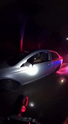 Cat Caught Driving a Car by Police! 😱🐱 | Funny Arrest Scene 😂 #Shorts #Viral #cat #funnycat