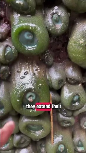 The Sea Creature That Shrinks Like a Plant! 🌊🪸