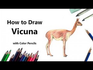 How to Draw a Vicuna with Color Pencils [Time Lapse]