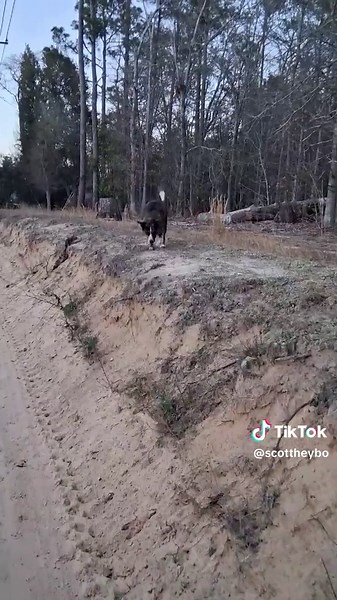 country (@scottheybo)’s videos with Still Ridin' - Bottleneck