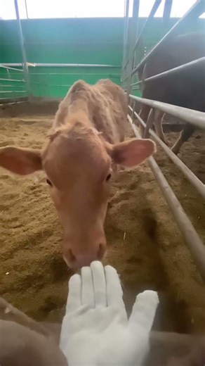 뭐야~ 내가 좋아하는 맛 아니잖아ㅋ🥰 #animals#farming#shortvideo#youtubeshorts